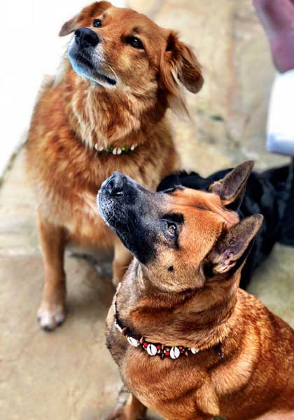 Botti & Maximus